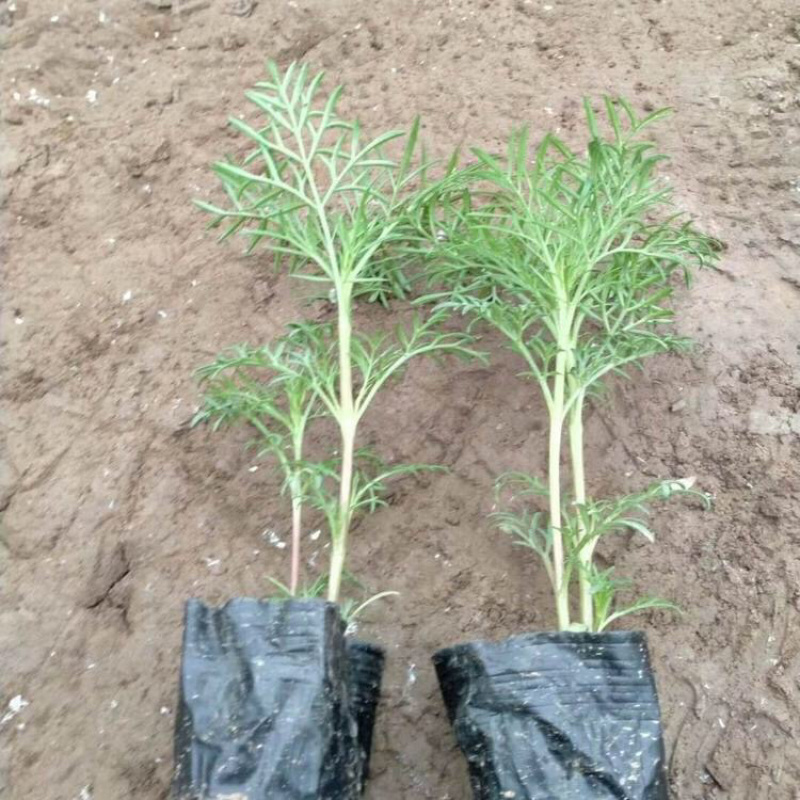 波斯菊基地，格桑花，波斯菊种子批发，基地直发