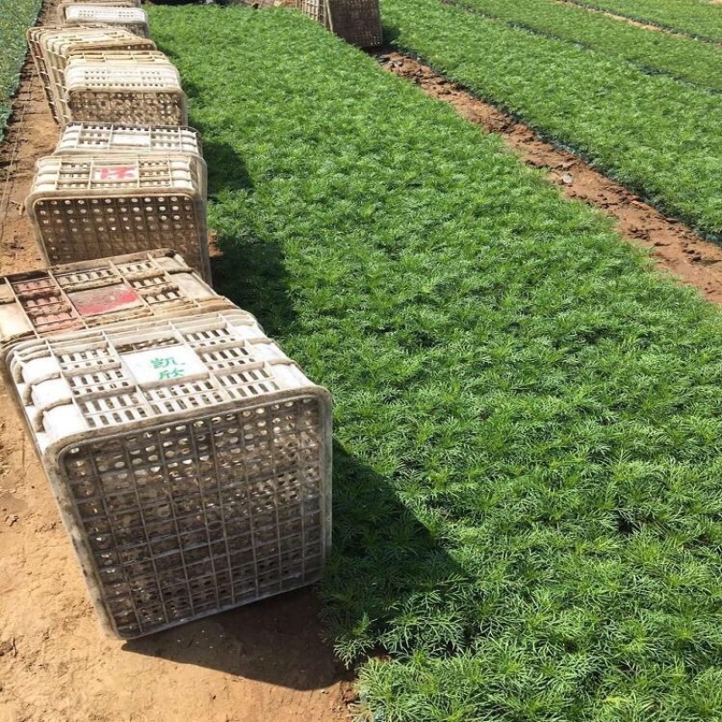 波斯菊基地，格桑花，波斯菊种子批发，基地直发