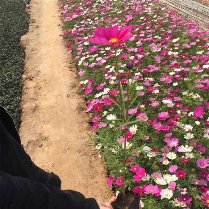 波斯菊基地，格桑花，波斯菊种子批发，基地直发