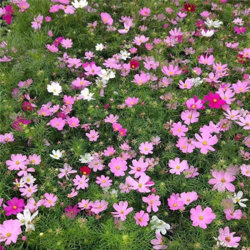 波斯菊基地，格桑花，波斯菊种子批发，基地直发