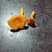 纯野生鸡油菌，大量出售！价格可以谈