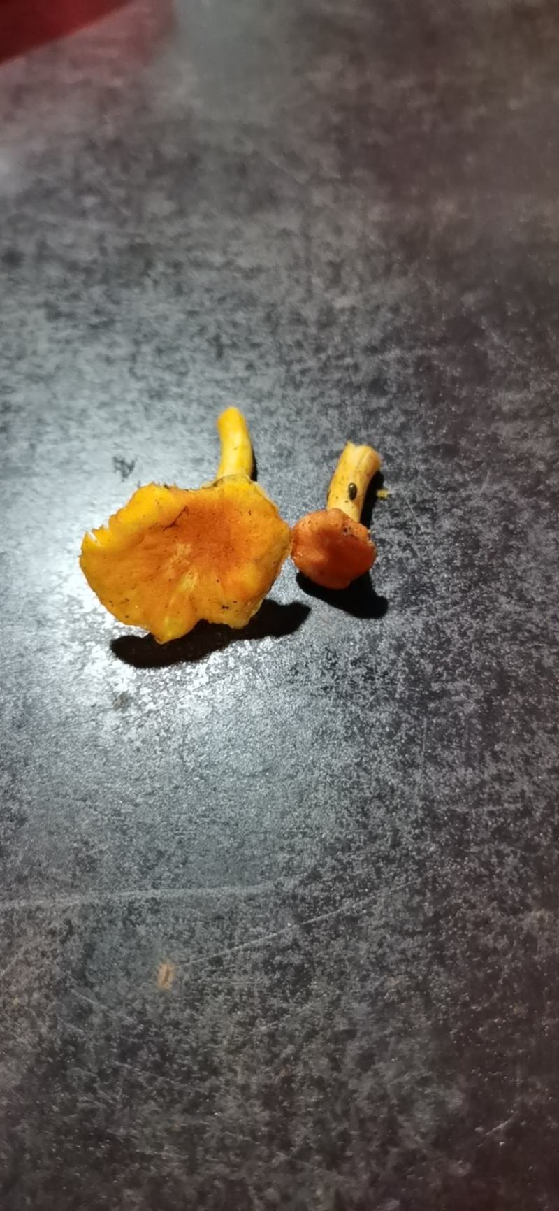 纯野生鸡油菌，大量出售！价格可以谈