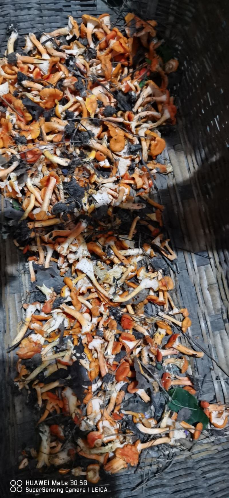 纯野生鸡油菌，大量出售！价格可以谈