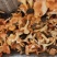 纯野生鸡油菌，大量出售！价格可以谈