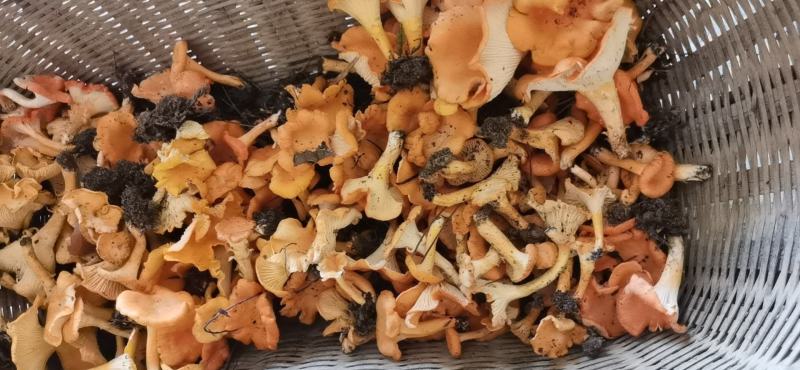 纯野生鸡油菌，大量出售！价格可以谈
