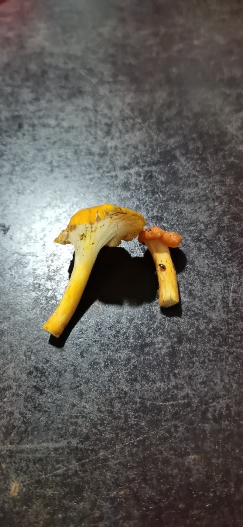 纯野生鸡油菌，大量出售！价格可以谈