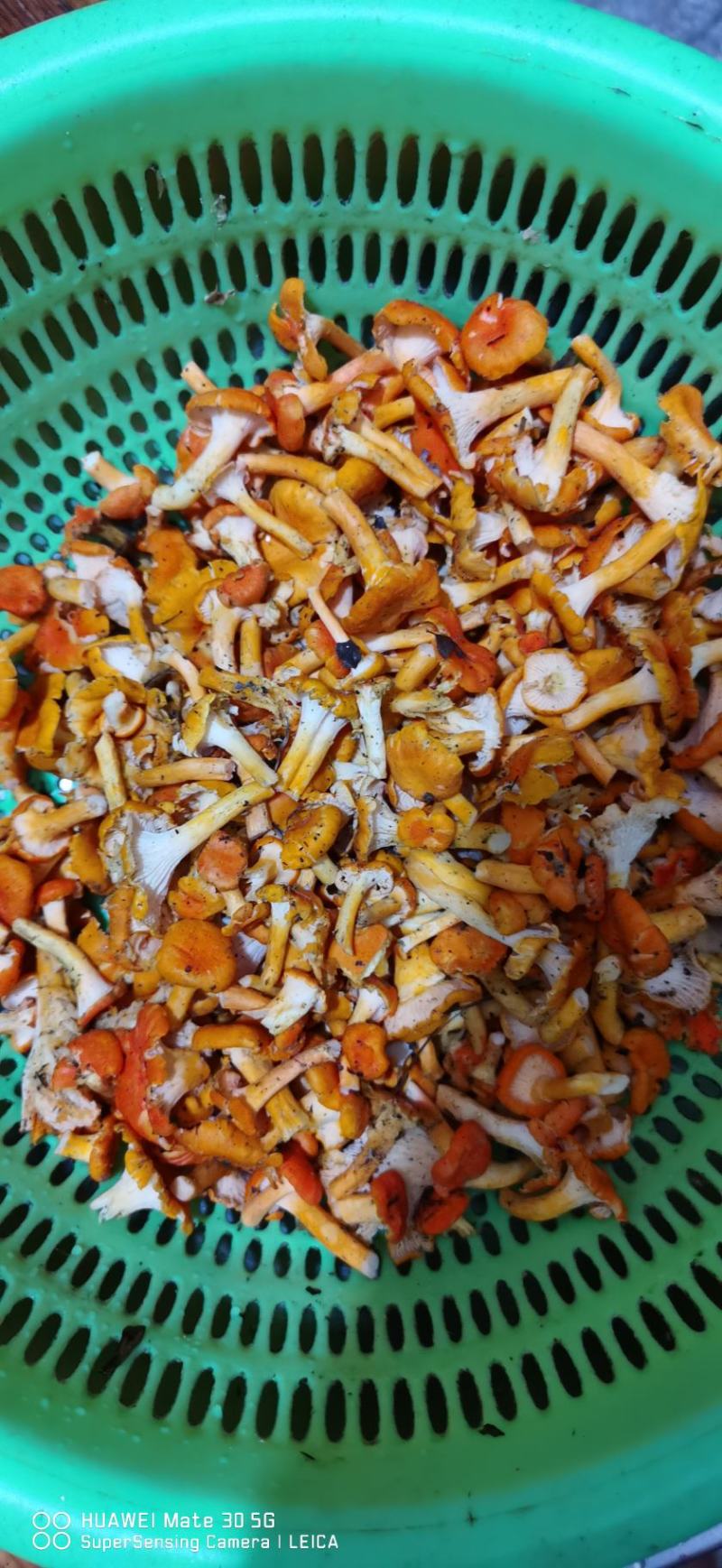 纯野生鸡油菌，大量出售！价格可以谈
