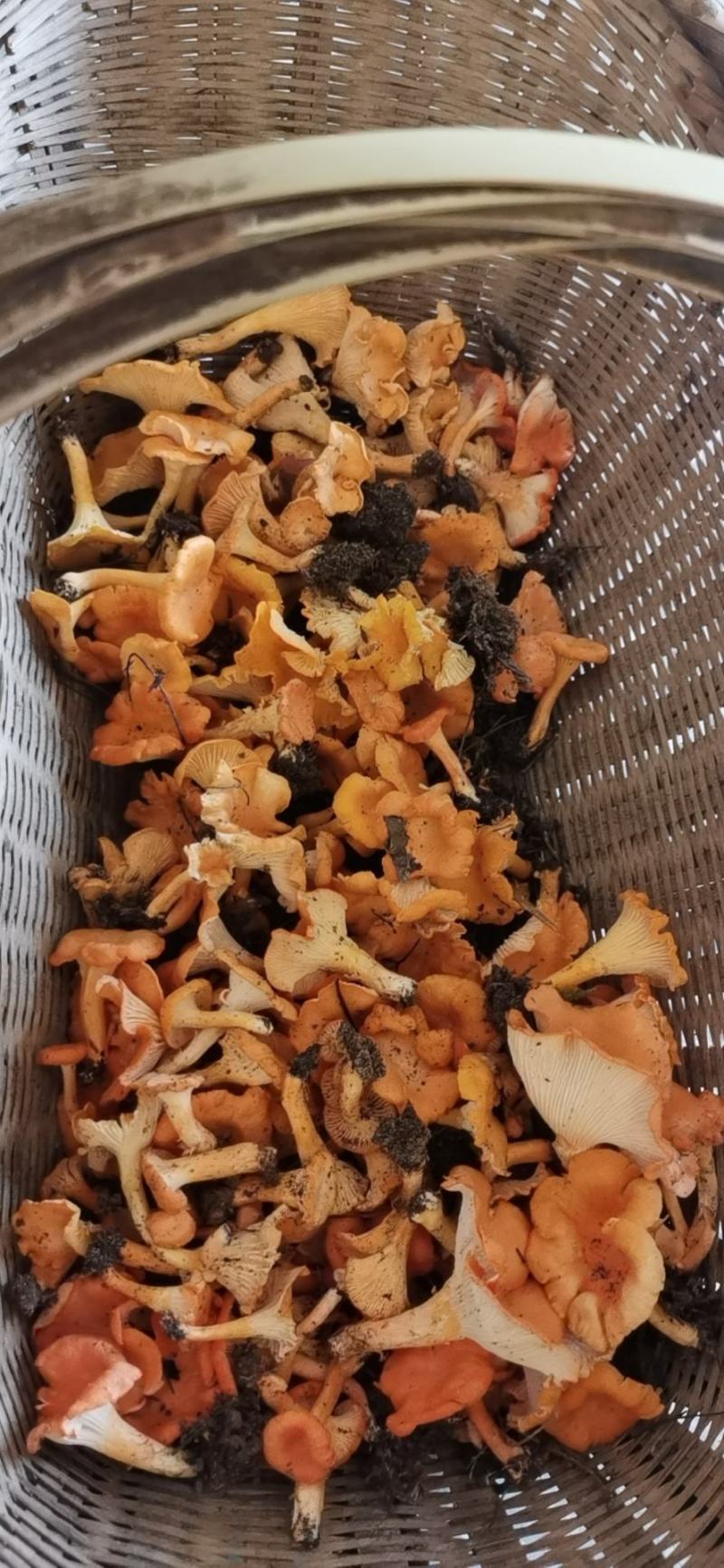 纯野生鸡油菌，大量出售！价格可以谈