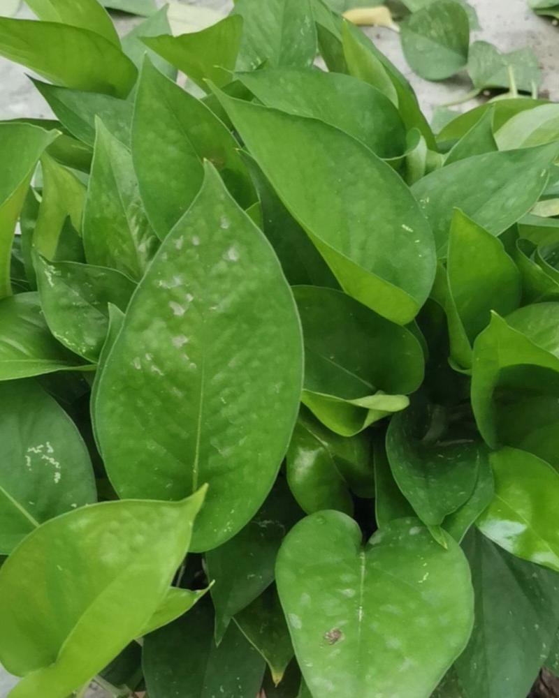 绿萝盆栽室内吸除甲醛净化空气长藤垂吊兰大绿箩植物水培花卉