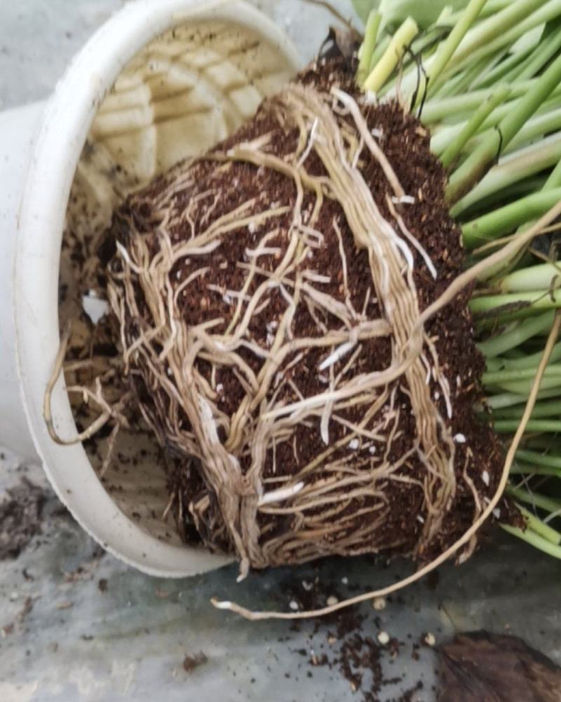 绿萝盆栽室内吸除甲醛净化空气长藤垂吊兰大绿箩植物水培花卉