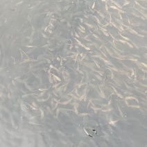 有各种草鱼夏花