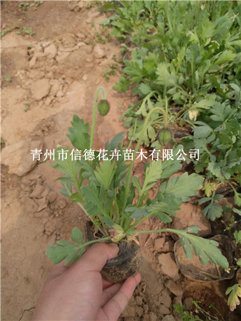 冰岛虞美人，营养钵苗，耐寒花卉，多年生，大量有货