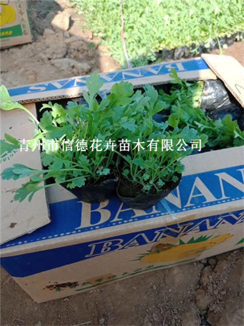 冰岛虞美人，营养钵苗，耐寒花卉，多年生，大量有货
