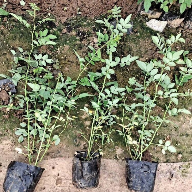 蔷薇大花蔷薇重瓣大花蔷薇产地供应颜色多样