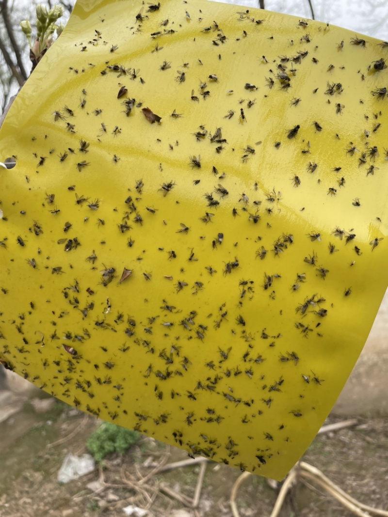 黄蓝一体双面粘虫板果树诱虫板灭虫贴蓝色诱杀板农业害虫