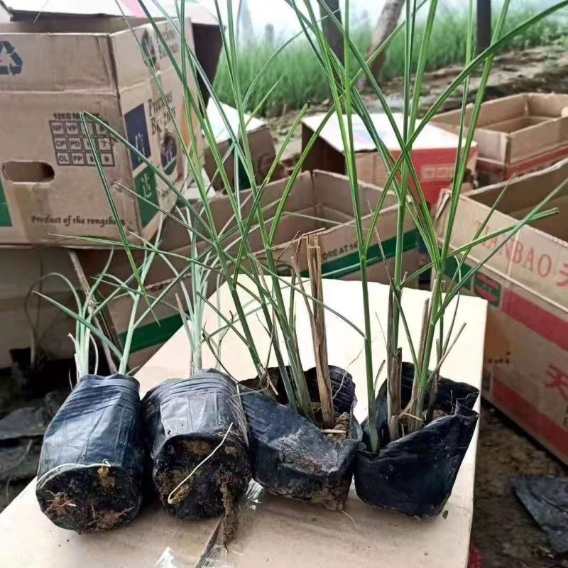 细叶芒，一手货源，大量有货，基地直发，规格齐全