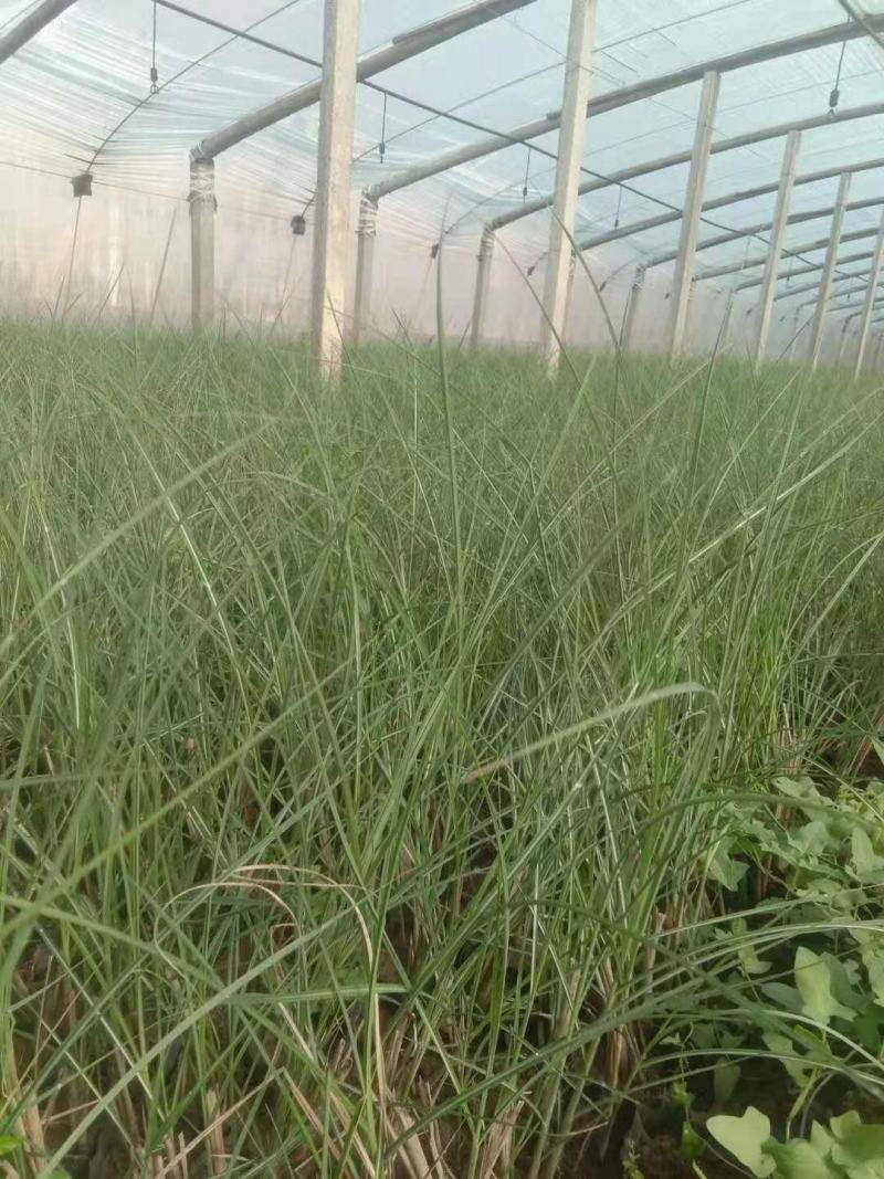 细叶芒，一手货源，大量有货，基地直发，规格齐全