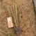 细叶芒，一手货源，大量有货，基地直发，规格齐全