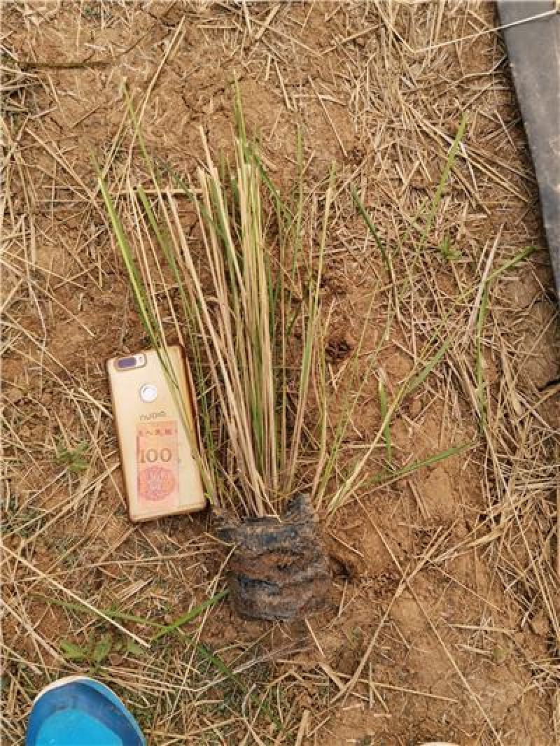 细叶芒，一手货源，大量有货，基地直发，规格齐全