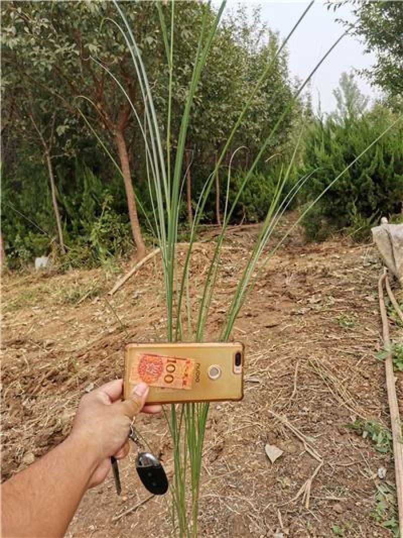 细叶芒，一手货源，大量有货，基地直发，规格齐全