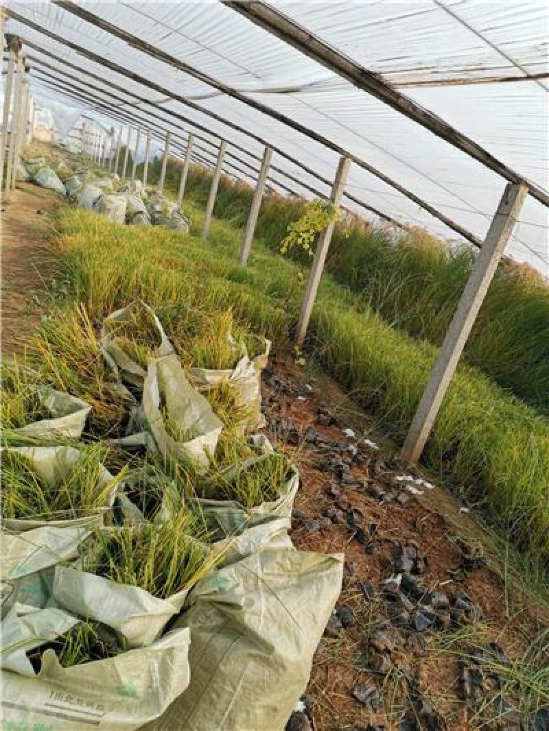 细叶芒，一手货源，大量有货，基地直发，规格齐全