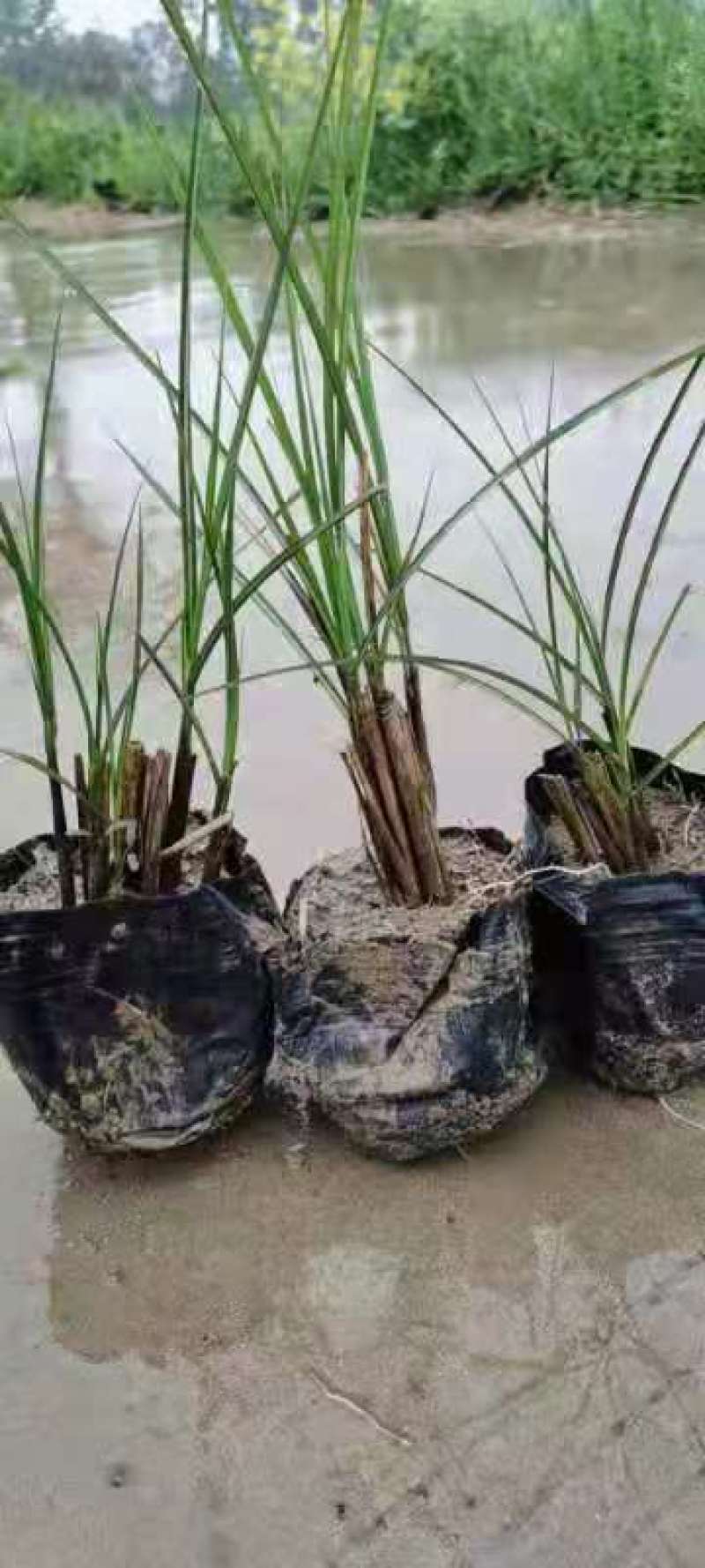 细叶芒，一手货源，大量有货，基地直发，规格齐全