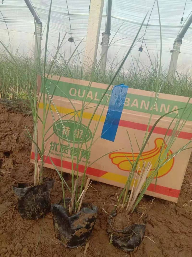 细叶芒，一手货源，大量有货，基地直发，规格齐全