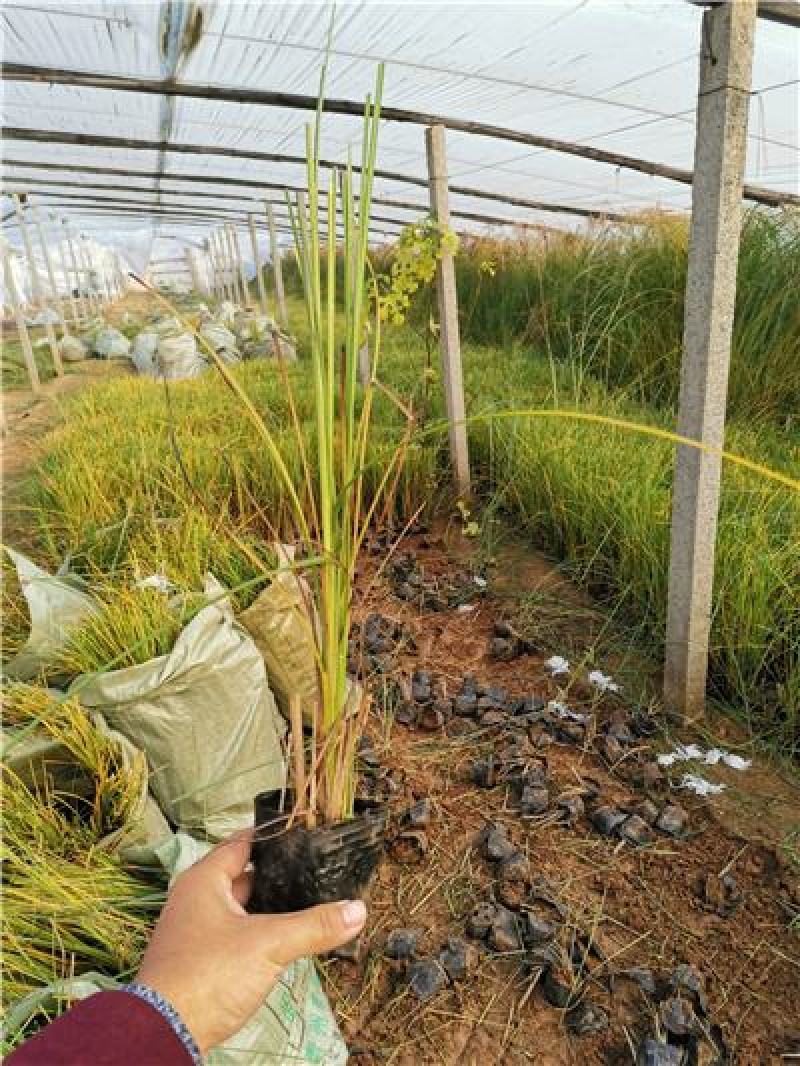 细叶芒，一手货源，大量有货，基地直发，规格齐全