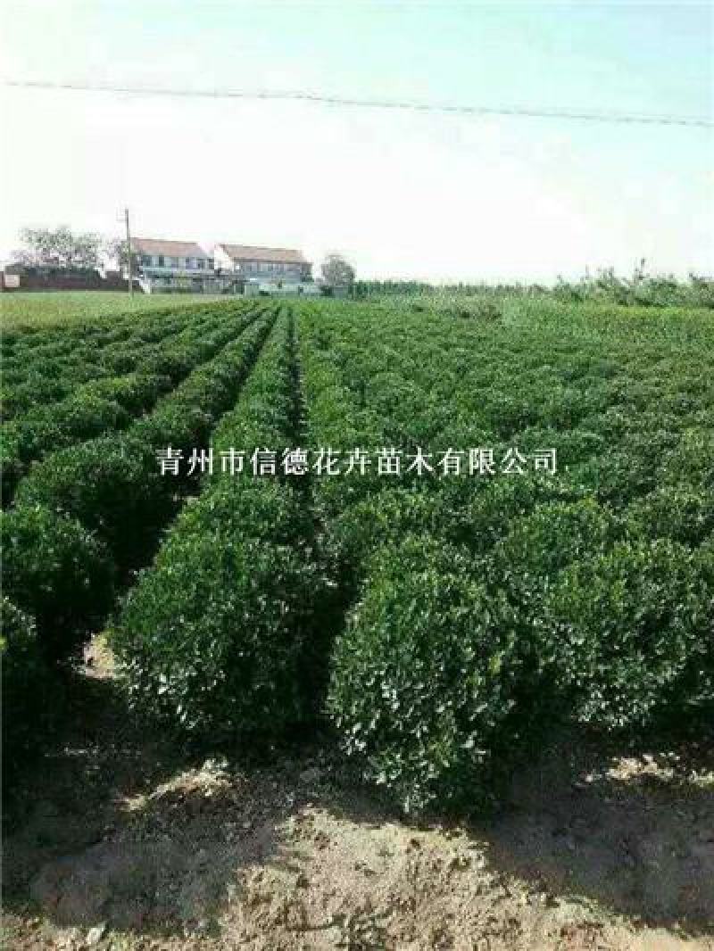 大叶黄杨球，规格齐全，一手货源，大量有货，基地直发