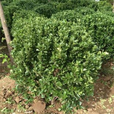 大叶黄杨球，规格齐全，一手货源，大量有货，基地直发
