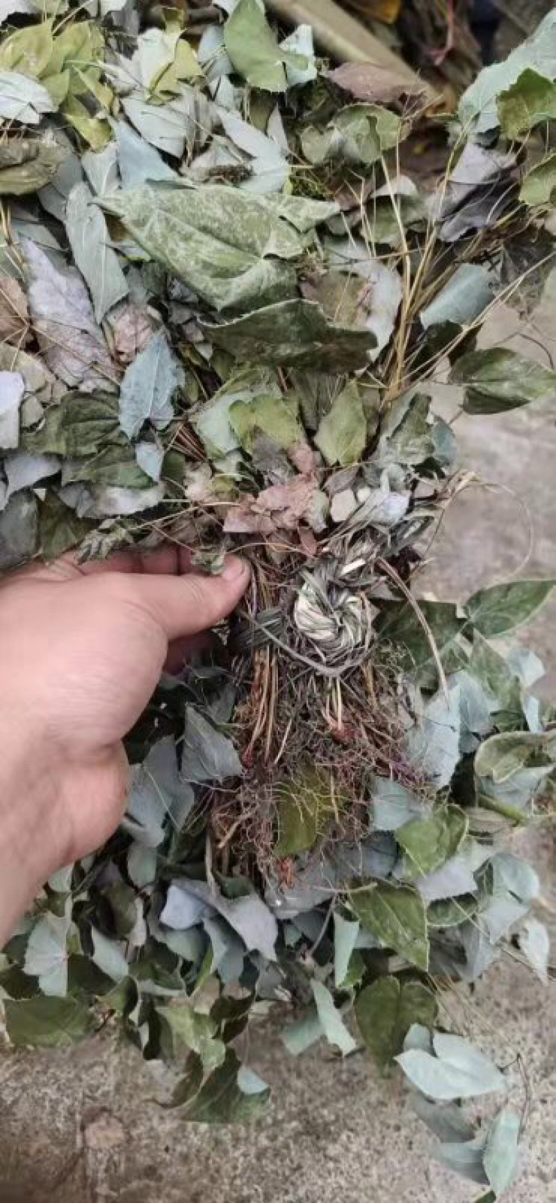 淫羊藿