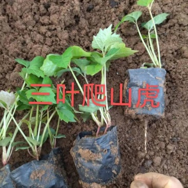 三叶地锦，爬山虎，品种纯正，价格实惠，一手货源，大量有货