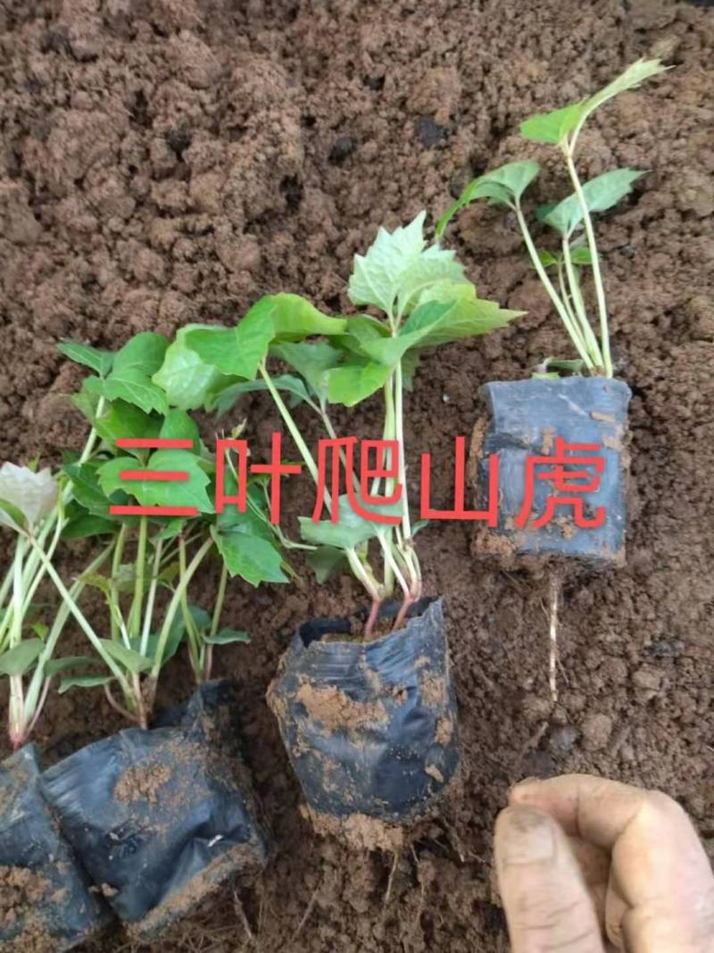 三叶地锦，爬山虎，品种纯正，价格实惠，一手货源，大量有货