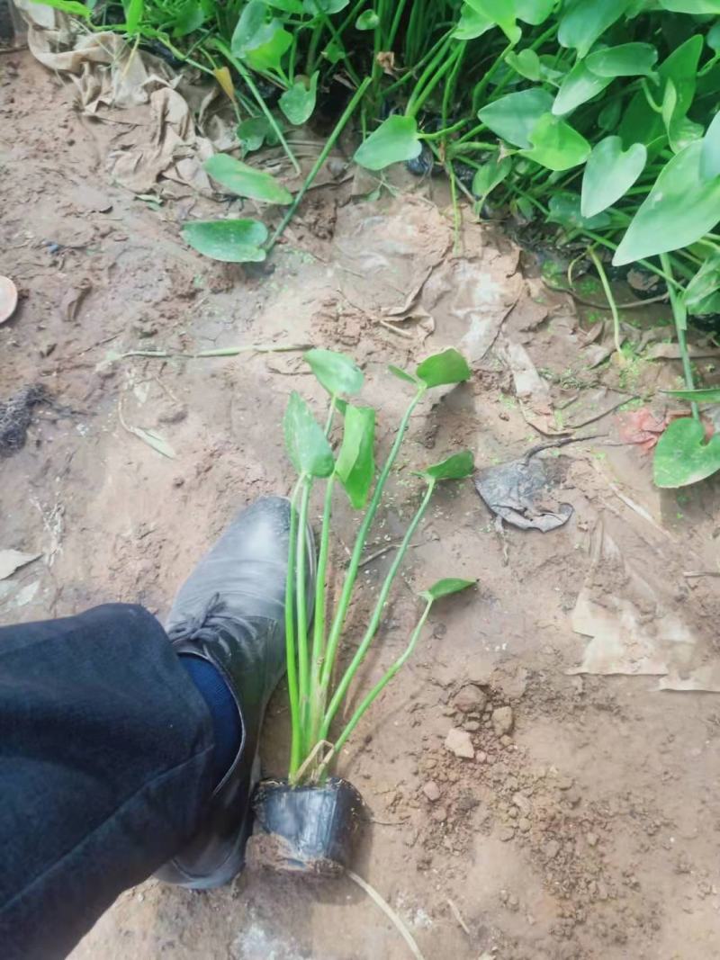 水生植物梭鱼草梭鱼草杯苗质优价廉欢迎咨询