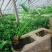 水生植物梭鱼草梭鱼草杯苗质优价廉欢迎咨询