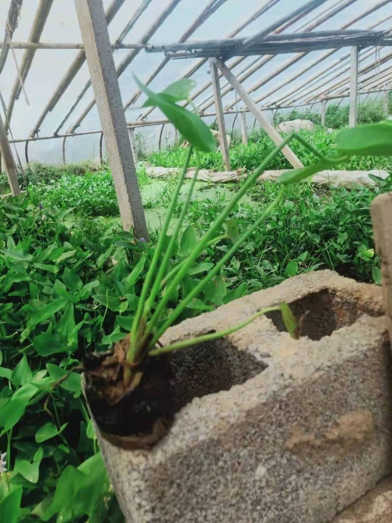 水生植物梭鱼草梭鱼草杯苗质优价廉欢迎咨询