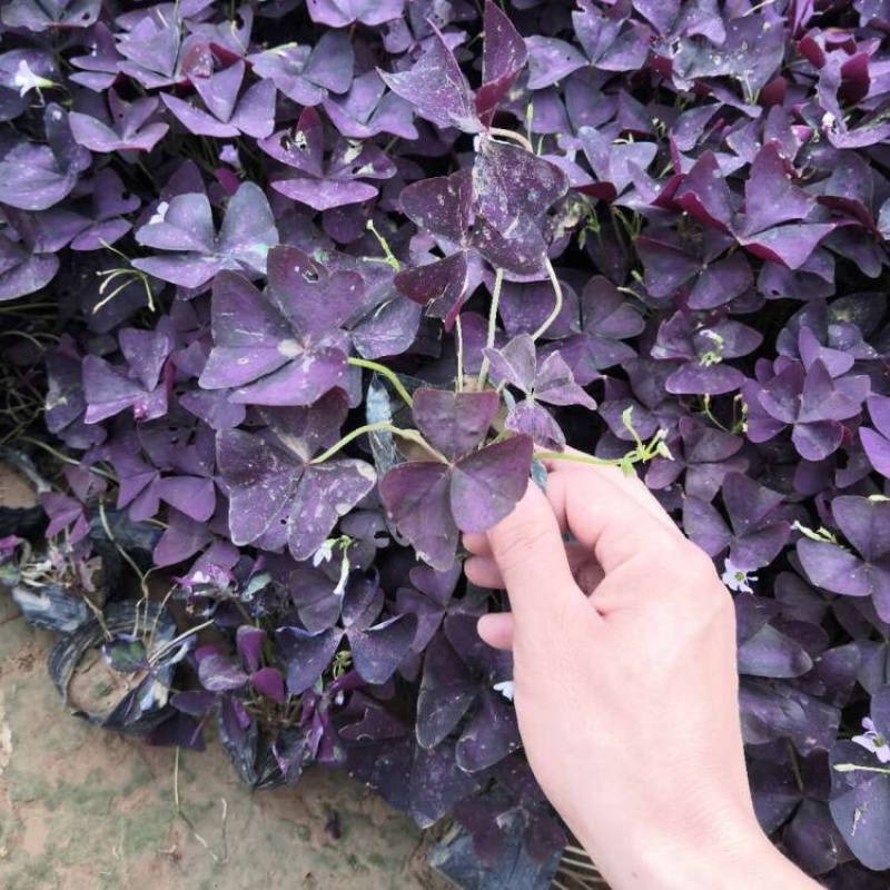 紫叶醡浆草，工程苗，基地直发，大量供应紫叶榨浆草
