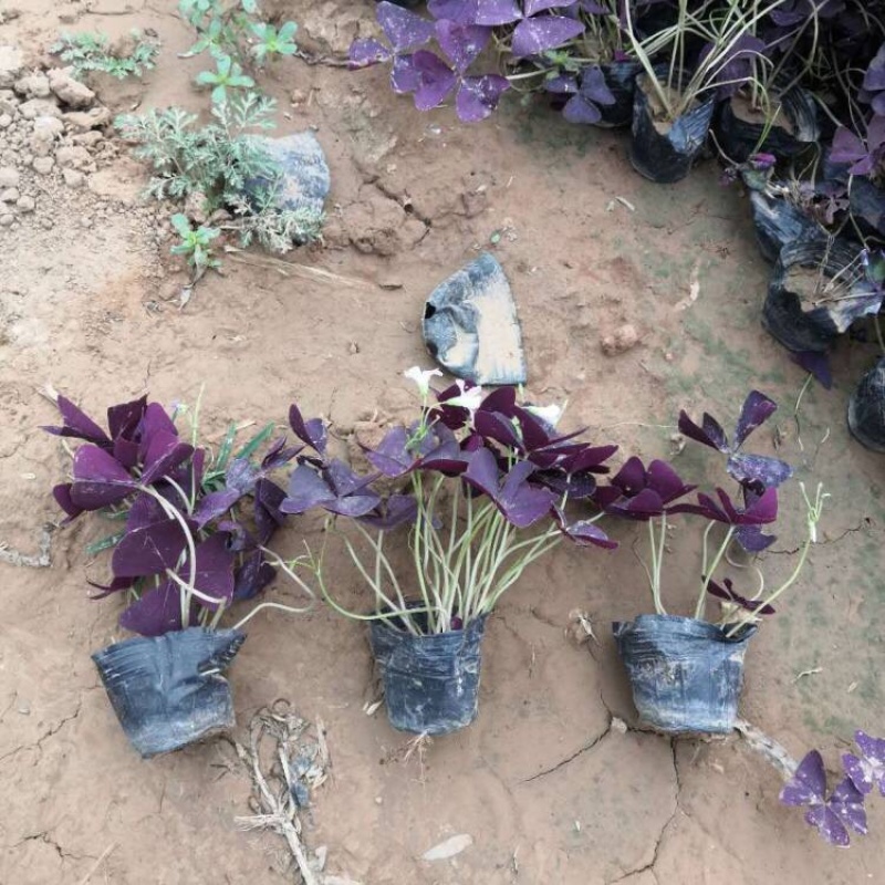 紫叶醡浆草，工程苗，基地直发，大量供应紫叶榨浆草