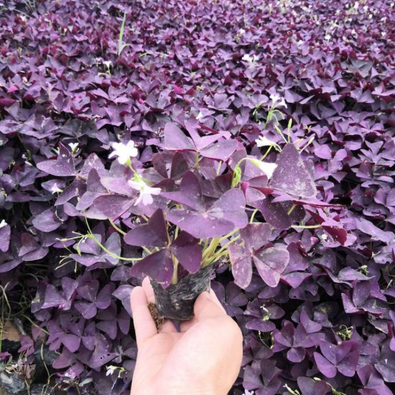紫叶醡浆草，工程苗，基地直发，大量供应紫叶榨浆草