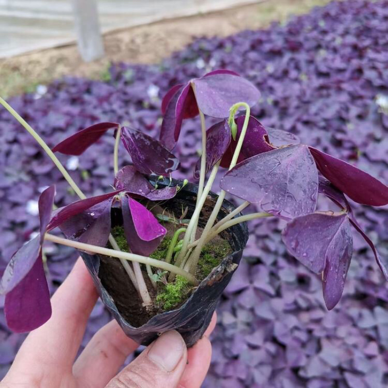 紫叶醡浆草，工程苗，基地直发，大量供应紫叶榨浆草
