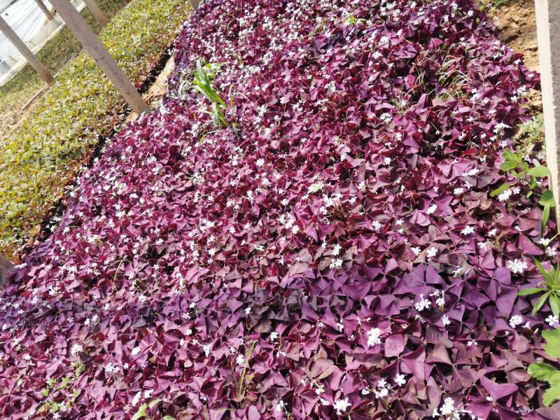 高品质紫叶醡浆草醡浆草皮桶苗基地现货成活率高