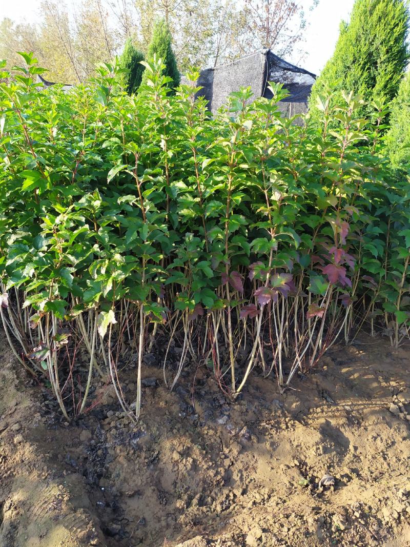 供应，天目琼花80-1米4个分枝以上，灌幅30-50公分