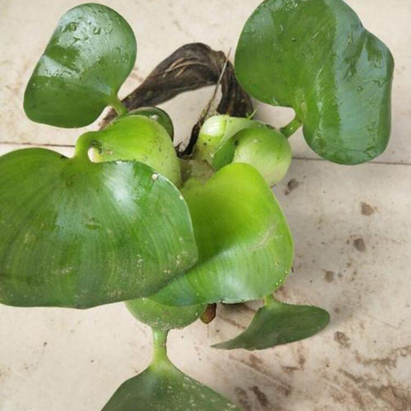 水葫芦水生植物水体绿化用苗水葫芦供应批发