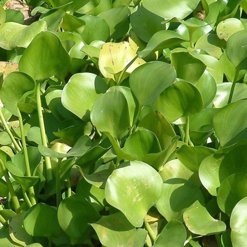 水葫芦水生植物水体绿化用苗水葫芦供应批发