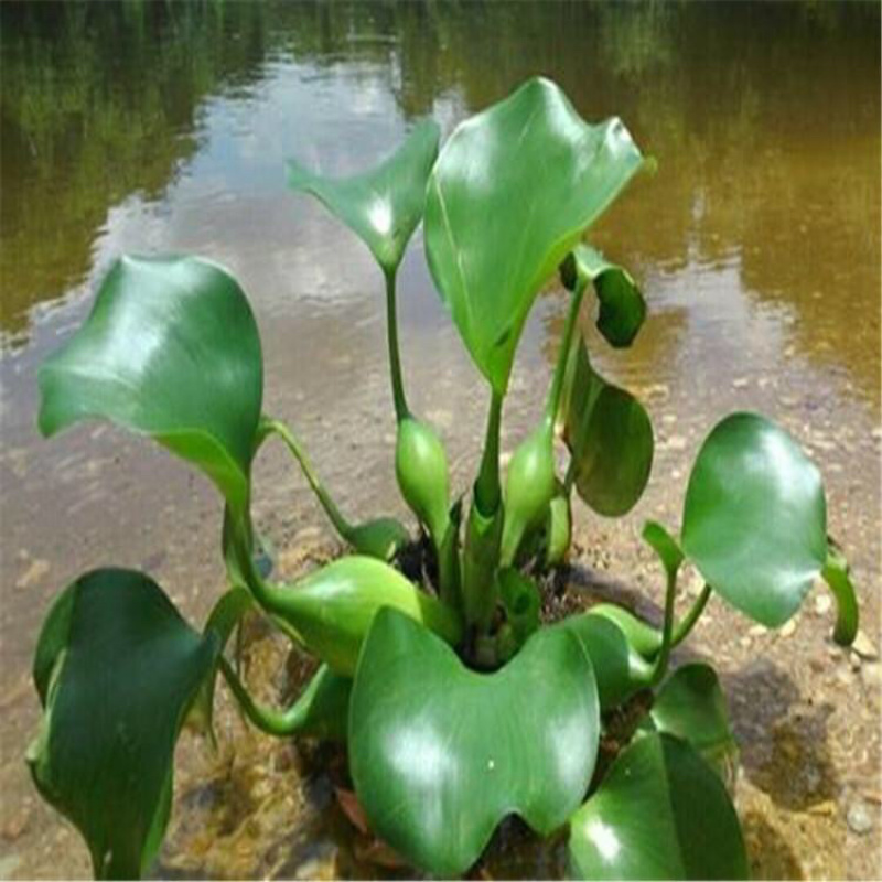 水葫芦水生植物水体绿化用苗水葫芦供应批发