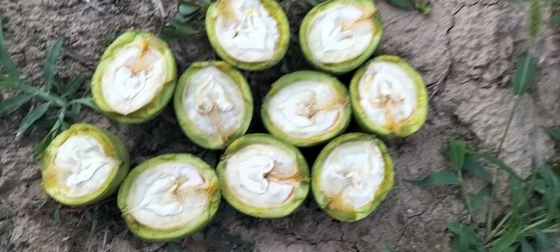 核桃【推荐】金博丰礼品2号青皮核桃特大丰产地直销现摘现