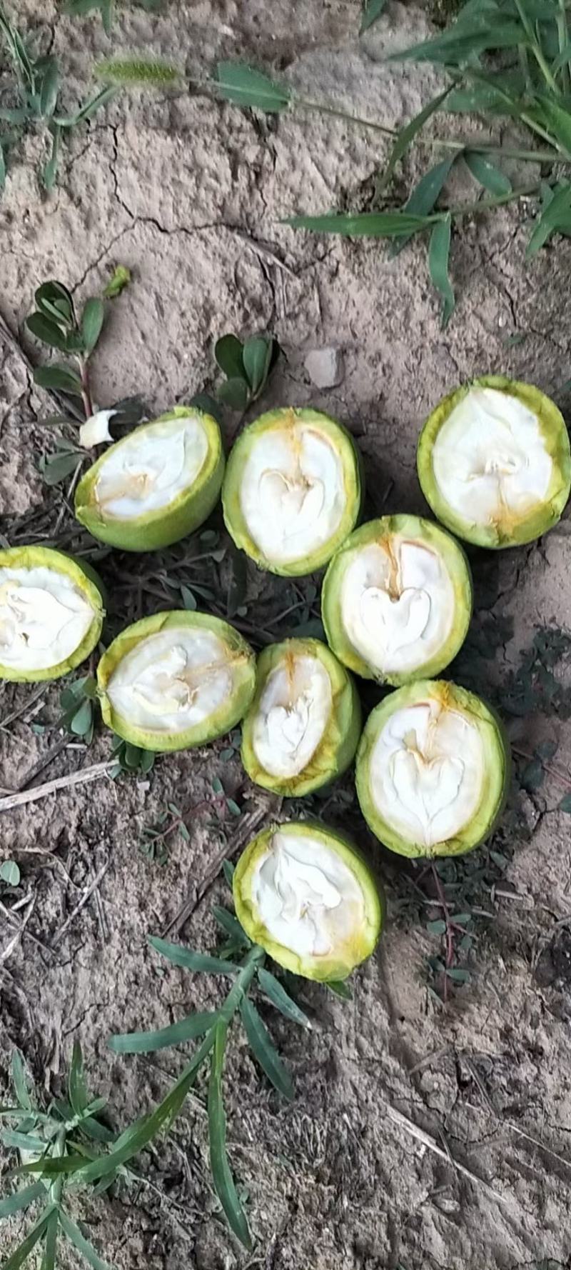 核桃【推荐】金博丰礼品2号青皮核桃特大丰产地直销现摘现