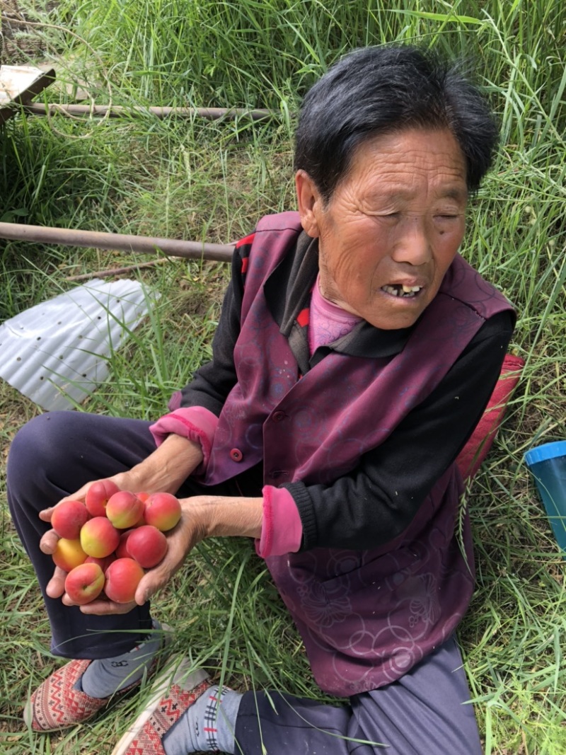 清涧红梅杏