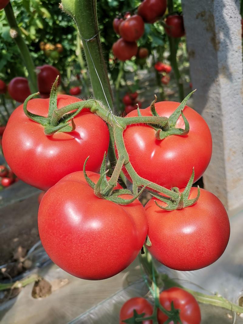 西红柿苗耐热大果耐热抗病毒产量高易管理基地直发