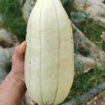 大荔高石脆瓜已经成熟，欢迎订购